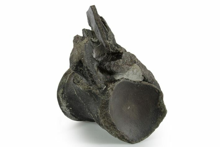 Fossil Mosasaur (Clidastes?) Vertebra - Texas #351224